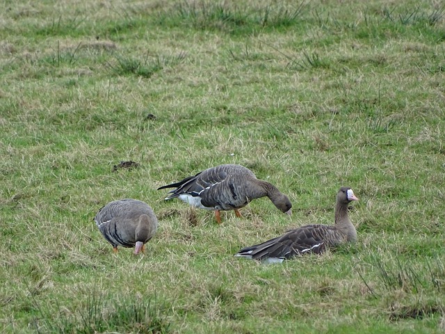 更成為一種 更成為一種